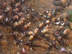 Cladopus