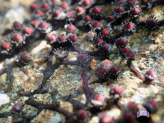 Cladopus