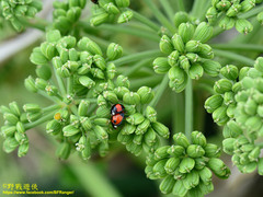 Coelophora biplagiata