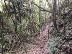 Parsonsia heterophylla