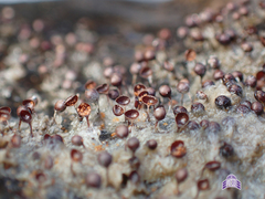 Cladopus