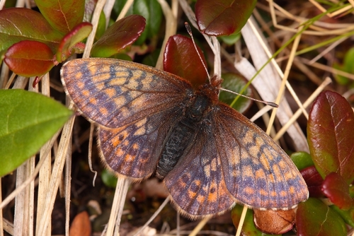 Dingy Fritillary