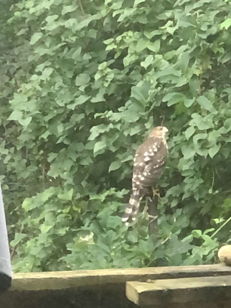 Cooper's Hawk from Arlington Ave, Toronto, ON, CA on August 8, 2023 at