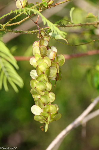 Dioscorea bemarivensis