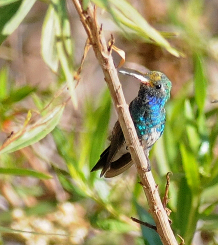 Broad-billed Hummingbird, miraflores, baja california sur, photo 7 of 10