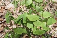 Jeffersonia diphylla