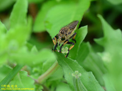 Promachus yesonicus