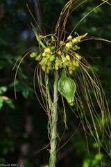 Tacca