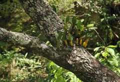 Image of Bulbophyllum maximum