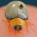 Pale Blue-eye Lady Beetle - Photo (c) Alan Manson, some rights reserved (CC BY), uploaded by Alan Manson