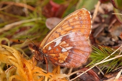 Boloria improba