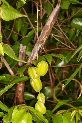 Dioscorea ovinala image