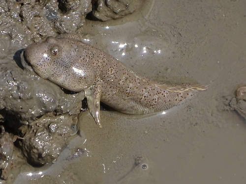Gangetic mudskipper (Boleophthalmus dussumieri) — Gobiidae — 4
