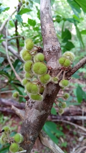 Turraea cauliflora