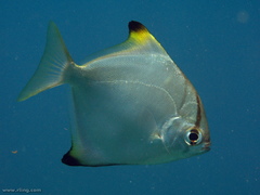 Monodactylus argenteus