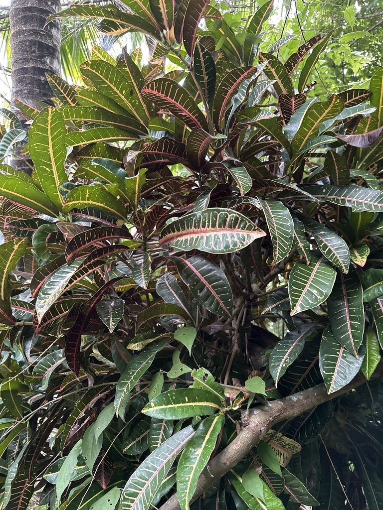 Variegated Croton from Playa Veracruz, Panamá, PA on August 8, 2023 at ...