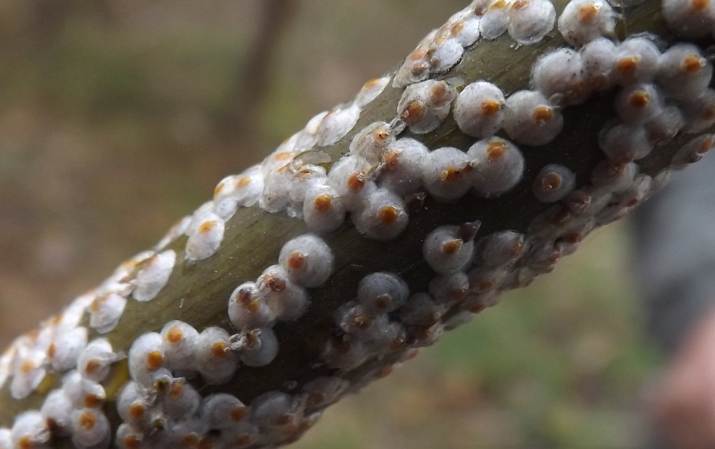 Armored Scale Insects from Oliver Nature Park, mansfield on February 26 ...