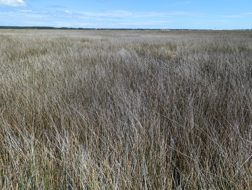 Needlegrass rush (Juncus roemerianus)
