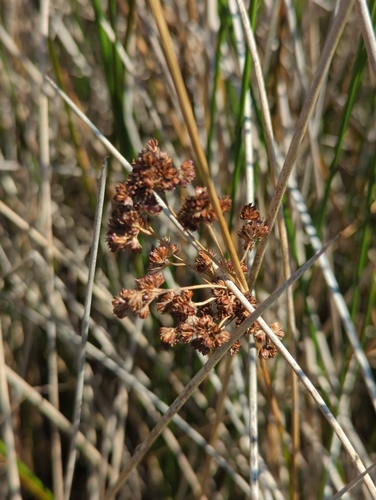 Image of Juncus roemerianus by (c) Tom Field, some rights reserved (CC BY)