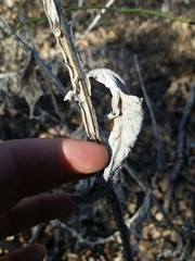 Verbesina helianthoides