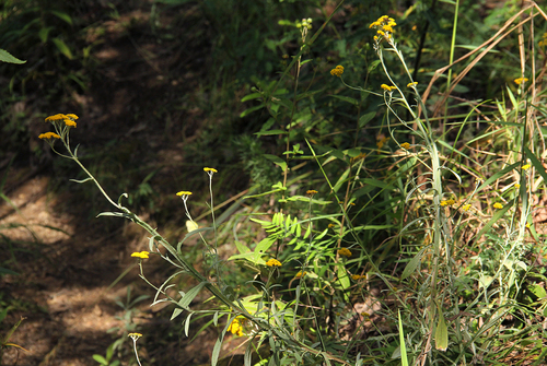 Helichrysum stenopterum image