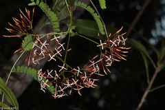 Ixora platythyrsa