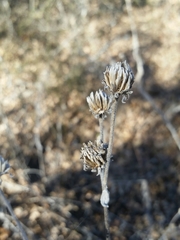 Verbesina helianthoides