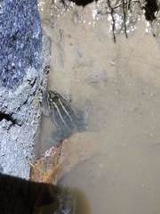 Leptodactylus luctator