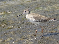 Tringa totanus