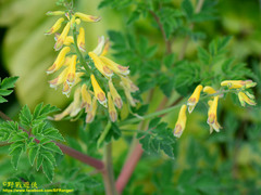Corydalis formosana