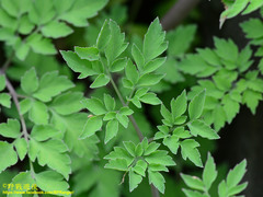 Corydalis formosana