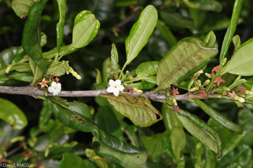 Mascarenhasia arborescens