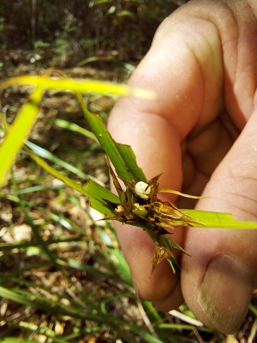 Image of Scleria triglomerata by (c) Athena Philips, some rights reserved (CC BY)