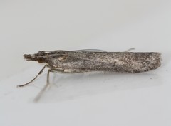 Eudonia leptalaea