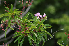 Dichaetanthera