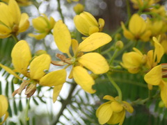 Cassiinae