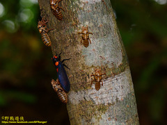 Huechys sanguinea