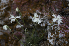 Dianthus acicularis