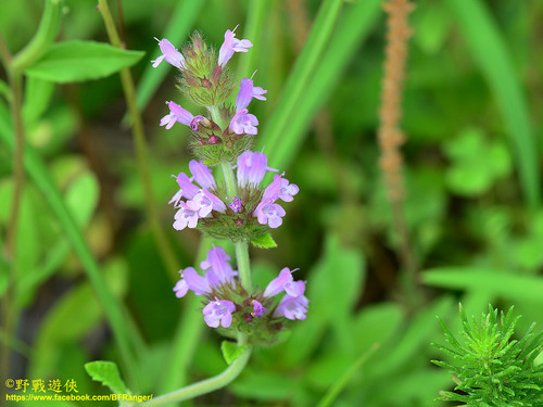 Clinopodium chinense iNat (1)