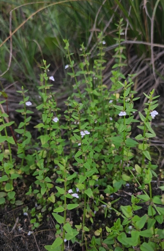 Image of Scutellaria dependens by (c) Юлия, some rights reserved (CC BY)