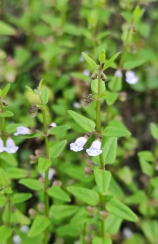 Image of Scutellaria dependens by (c) Юлия, some rights reserved (CC BY)