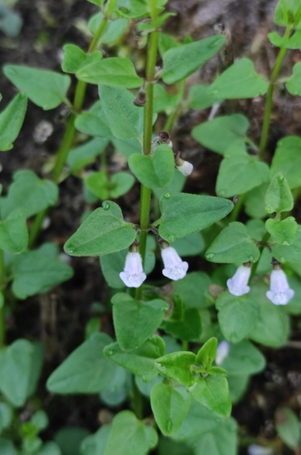 Image of Scutellaria dependens by (c) Юлия, some rights reserved (CC BY)