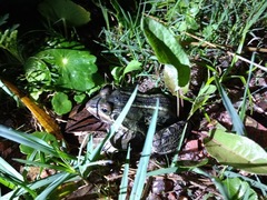 Leptodactylus luctator