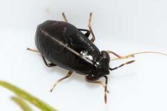 Geocoris lineolus cognatus