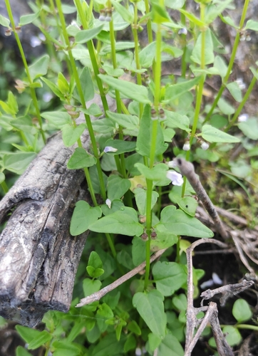 Image of Scutellaria dependens by (c) Юлия, some rights reserved (CC BY)