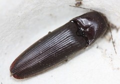 Ochosternus zealandicus
