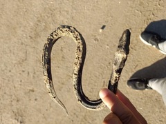 Synbranchus marmoratus