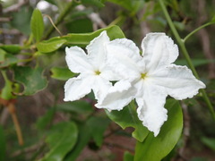 Mascarenhasia