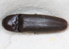 Ochosternus zealandicus