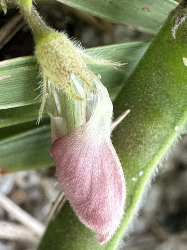 Image of Tephrosia pumila by (c) scallions, some rights reserved (CC BY)